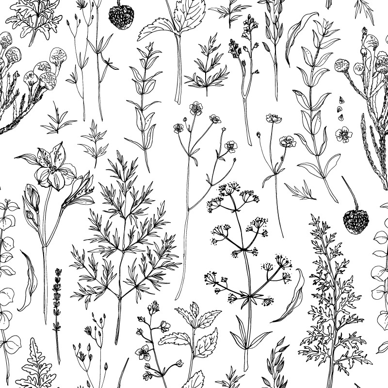 Szkicowane polne kwiaty