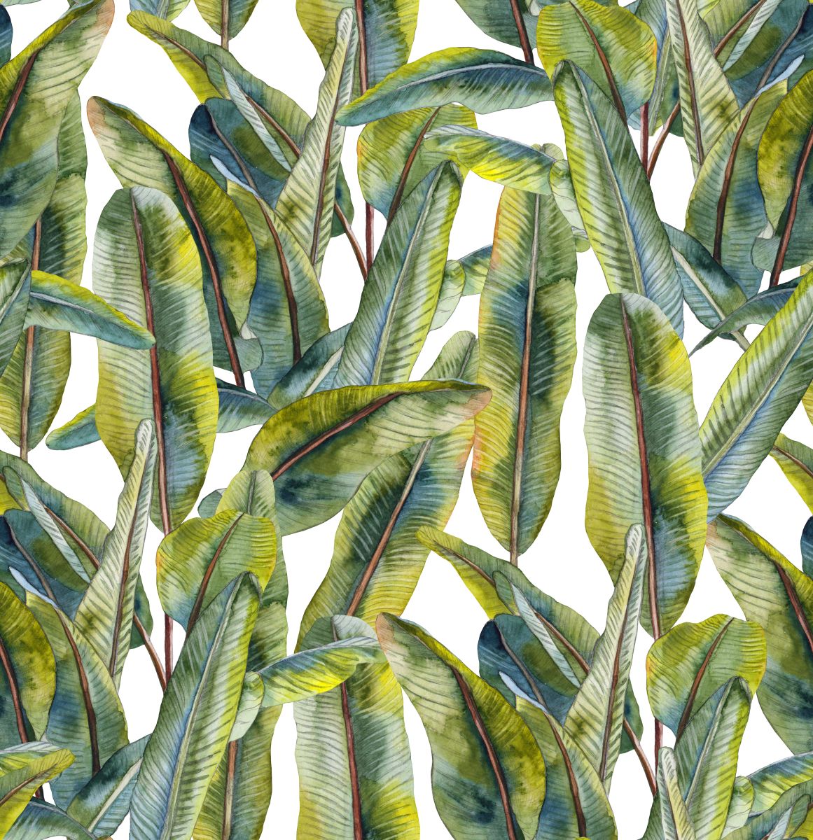 Liście bananowca na białym tle