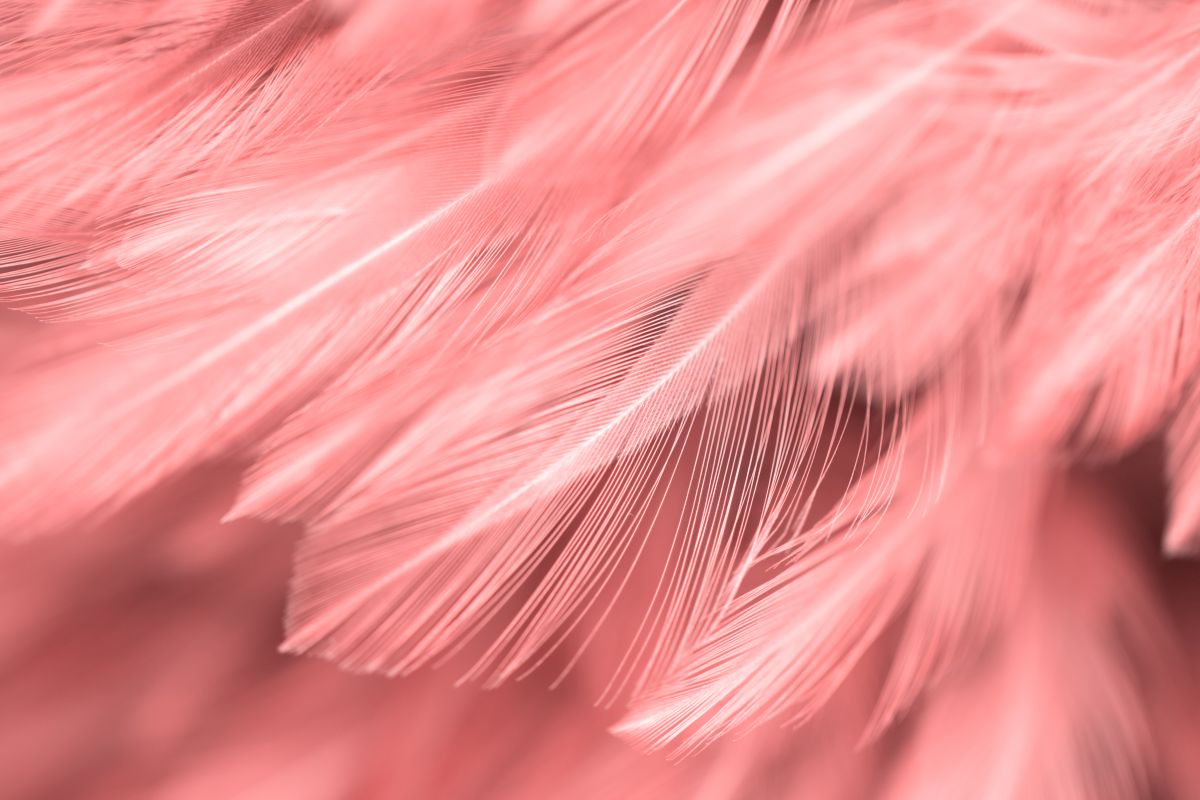 Brzoskwiniowe pióra