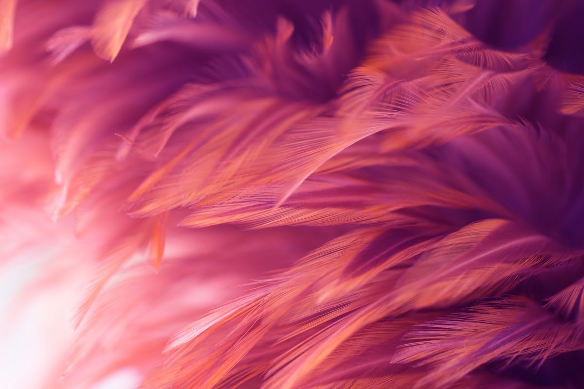 Pióra ciemnoróżowe