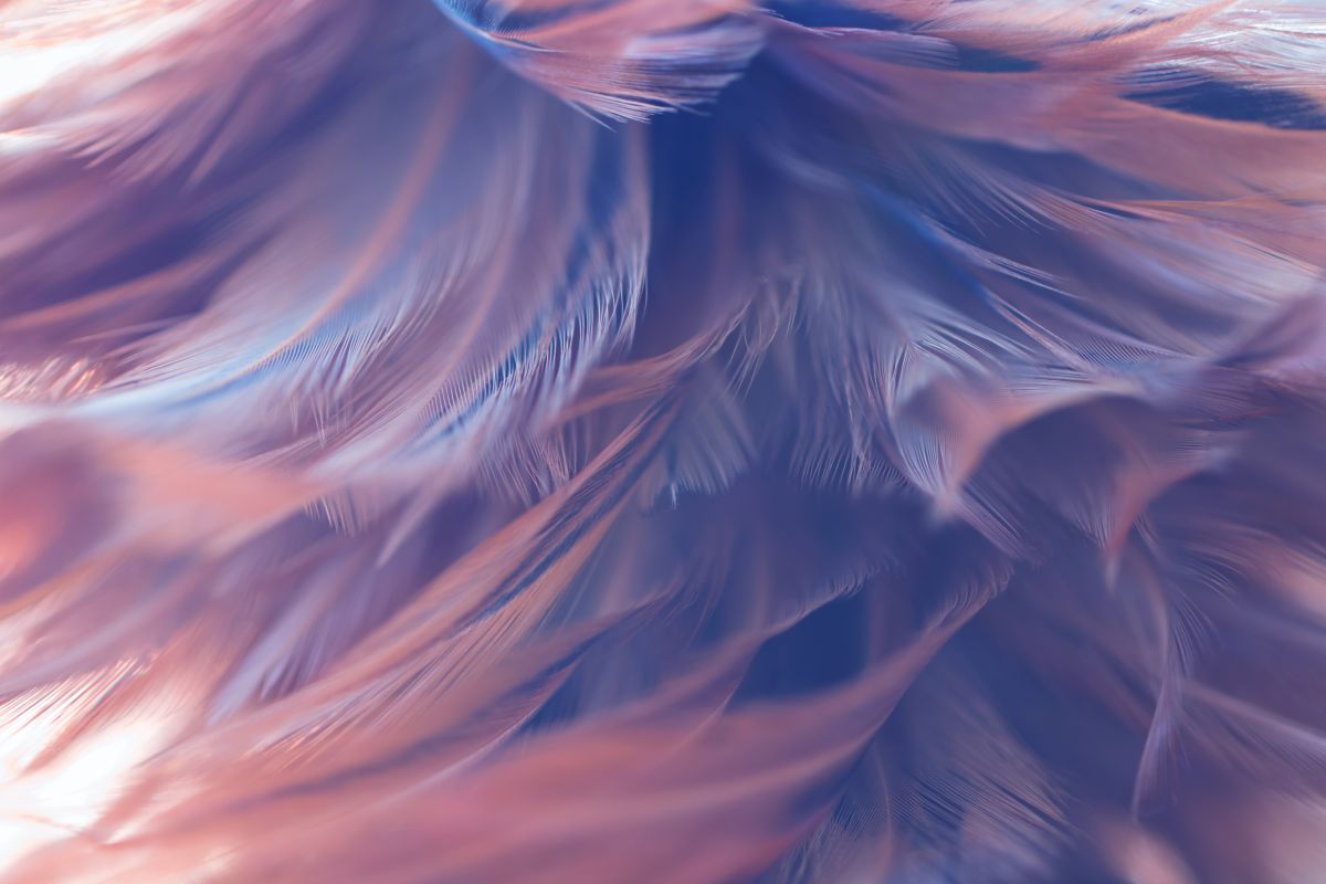 Niebiesko-różowe piórka