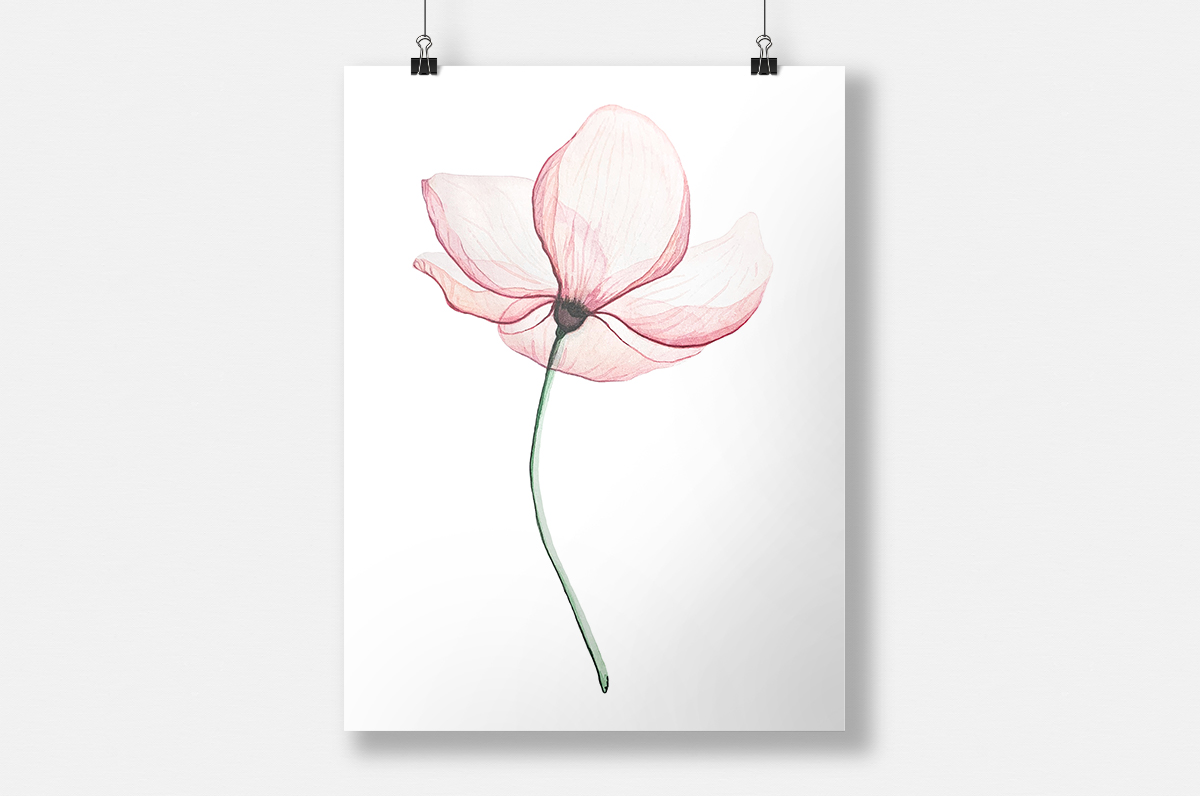 Plakat - Delikatny kwiat - fototapeta.shop