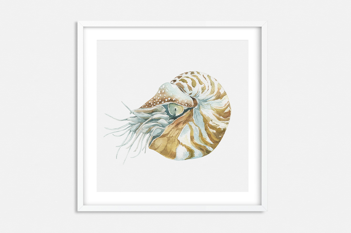 Łodzik na białym tle