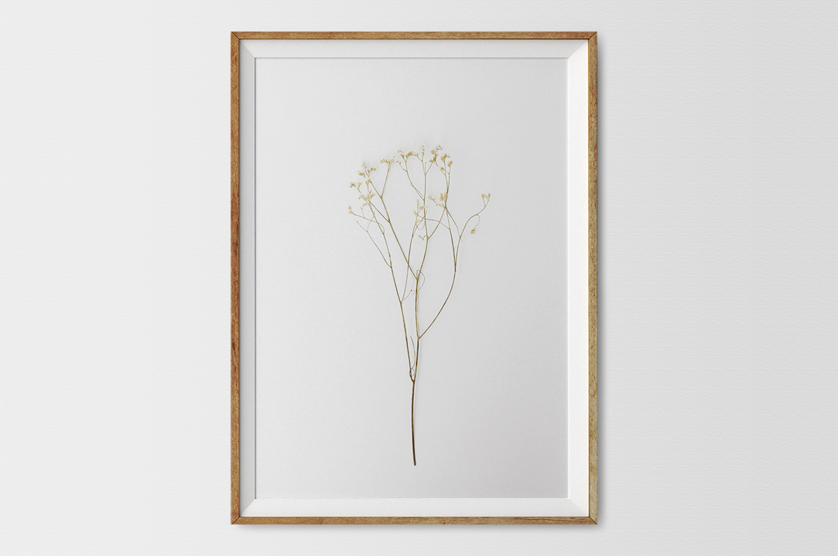 Plakat - Gałązka rumianku - fototapeta.shop